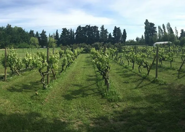 Safraniere Des Sorgues